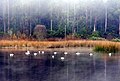 Humedales y Cisnes Cuello Negro