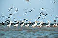 Ukrainian Danube Biosphere Reserve