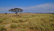 Tájkép a Serengeti Nemzeti Parkban