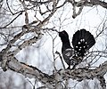 Rotsauerhoen (Tetrao urogalloides) in Biosfeerreservaat Kronotski van Rusland.