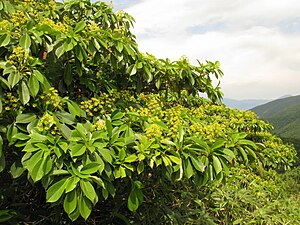 Trochodendron aralioides