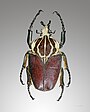 Goliath beetle