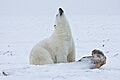 Arctic NWR, Beaufort Sea, Alaska