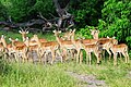 English: Impalas in Botswana Македонски: Импали во Боцвана