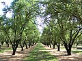 Orchard in Winton, California