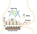 The synapse and synaptic vesicle cycle