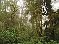 Les Yungas sont un type de « forêt de brouillard » que l'on trouve au Pérou, en Bolivie et comme ici en Argentine (Province de Salta).