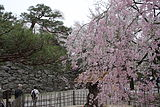 小諸城趾懐古園（長野県小諸市）