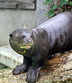 giant otter