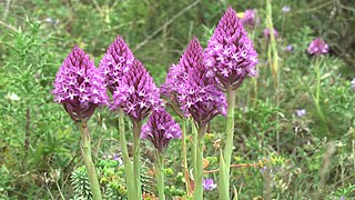 Orkida piramidali ta' Malta, (Anacamptis pyramidalis subsp urvilleana)