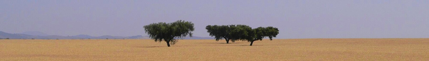 Καλλιέργειες σιταριού στο Αλεντέζου.