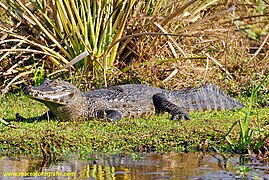 Black caiman