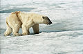 Hornsund, Spitsbergen, Svalbard