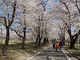 赤城南面千本桜（群馬県前橋市）