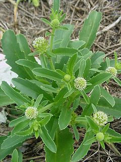 Calycera crassifolia