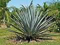 Agave tequilana