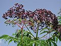 Sambucus canadensis foliage and fruit