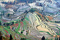 Terasering berpola abstrak di Yuanyang County, Yunnan, Cina