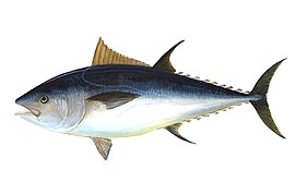 თინუსი (Thunnus thynnus)