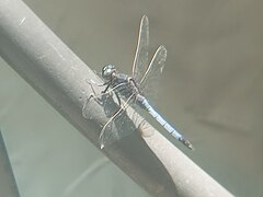 Dragonfly 22.jpg