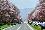 二十間道路桜並木（新ひだか町）