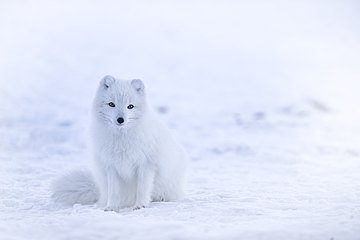 Zorro ártico Vulpes lagopus