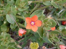 Anagallis arvensis