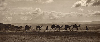 Egyptian camel transport3.jpg