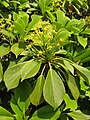 Trochodendron aralioides, bloosen