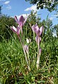 Colchicum autumnale Germany - Schwäbisch-Fränkische Waldberge