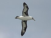 At Kilauea Point on Kauai, Hawaii