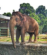 Elefant