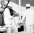 Horse being used to produce diphtheria antitoxin