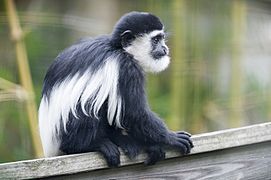 Im Zoo von Cleveland kann man schwarzweiße Stummelaffen sehen.