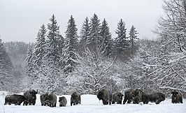 Wisentkudde in Kaloezjskië Zaseki.