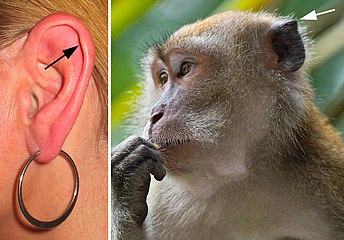 Orejas de primates Una persona y un macaco cangrejero (Tubérculo de Darwin destacado)