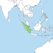 Elaeocarpus achmadii range 2.png