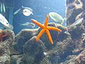 Echinaster sepositus (Mediterranean red sea star)