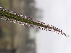 Drosera regia leaf Darwiniana.jpg