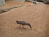 Ave martillo y damán en el aviario del Bioparc.