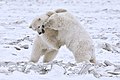 Arctic NWR, Beaufort Sea, Alaska