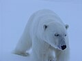 Krenkel Polar Geophysical Observatory, Heiss Island, Franz Josef Land, Russia