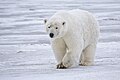 Arctic NWR, Beaufort Sea, Alaska