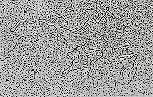 Enkele losse DNA-fragmenten, geïsoleerd uit een dubbelstrengs DNA-virus