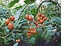 Solanum betaceum