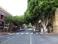 Feigenbäume (Ficus microcarpa) in Downtown SLO