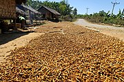 Drying turmeric rhizomes