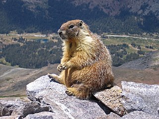 Marmot on top of Mount Dana (Marmota flaviventris)