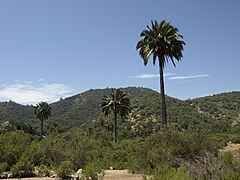 Español: Palma Chilena English: Chilean Palmtree