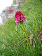 Nigritella widderi Gymnadenia widderi